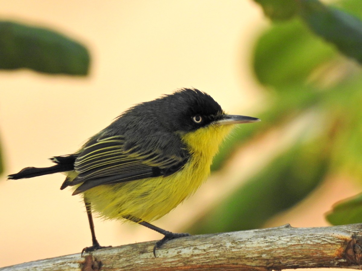 Common Tody-Flycatcher - Angela Soto