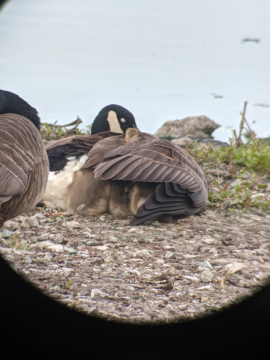 Canada Goose - ML335751251