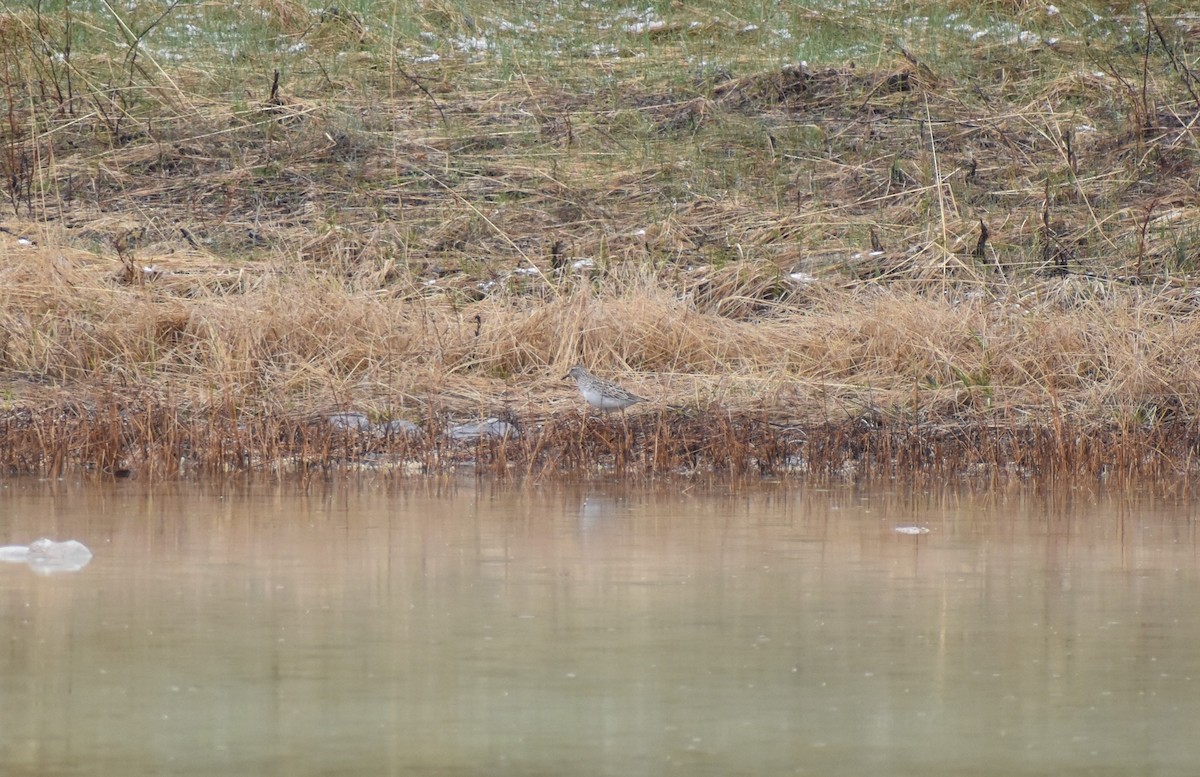 Bécasseau à poitrine cendrée - ML335751501