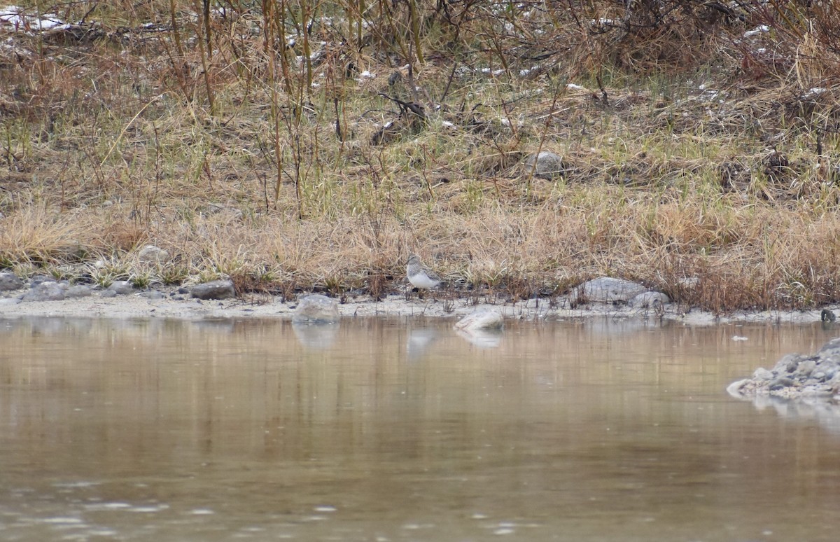 Pectoral Sandpiper - Justin Konoff