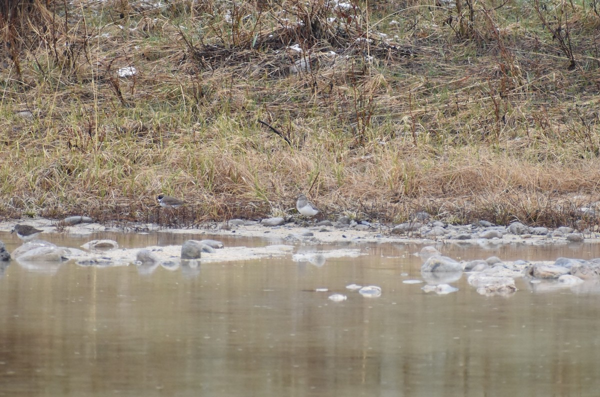 Pectoral Sandpiper - Justin Konoff