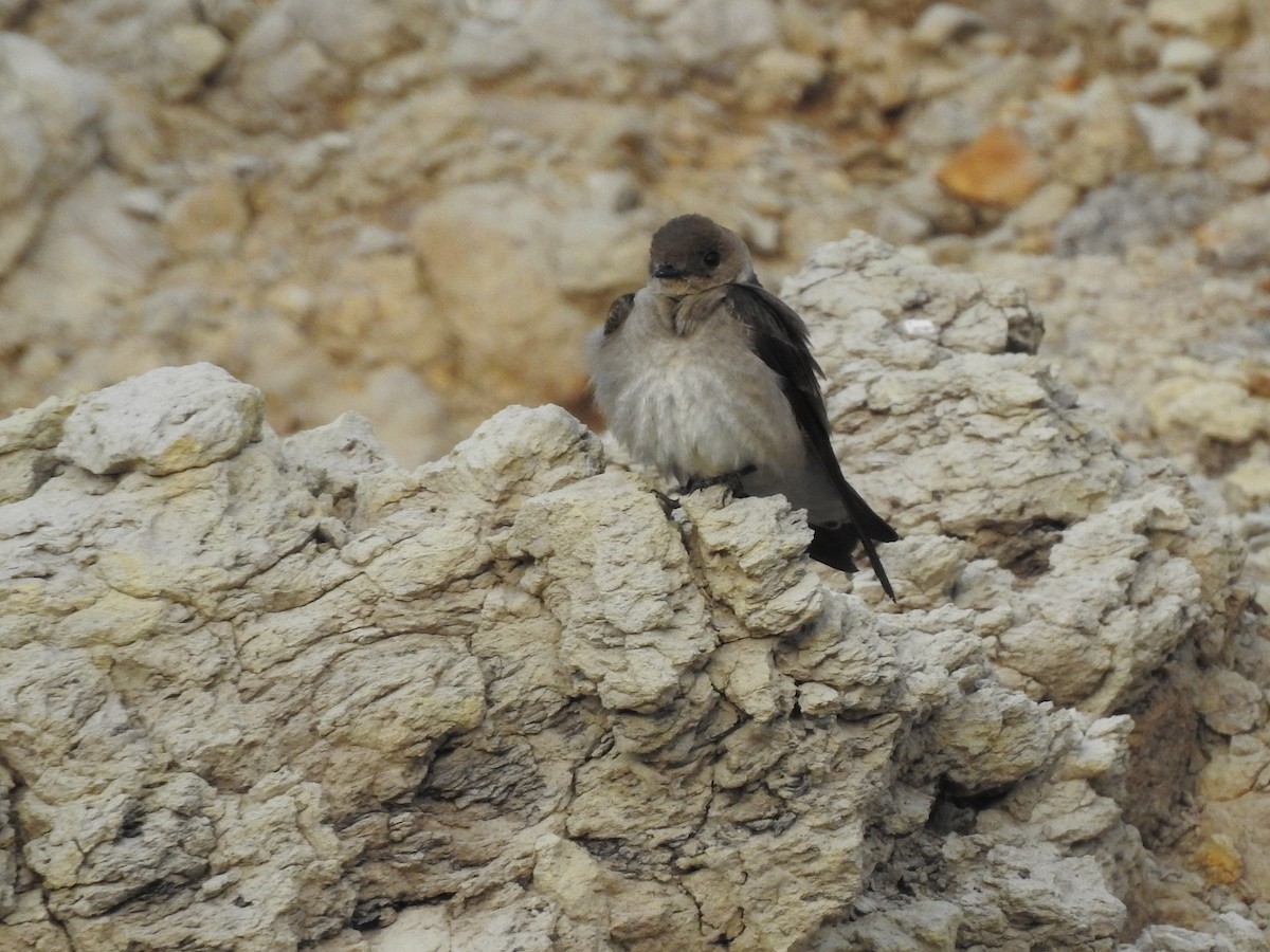 Hirondelle à ailes hérissées - ML335752241