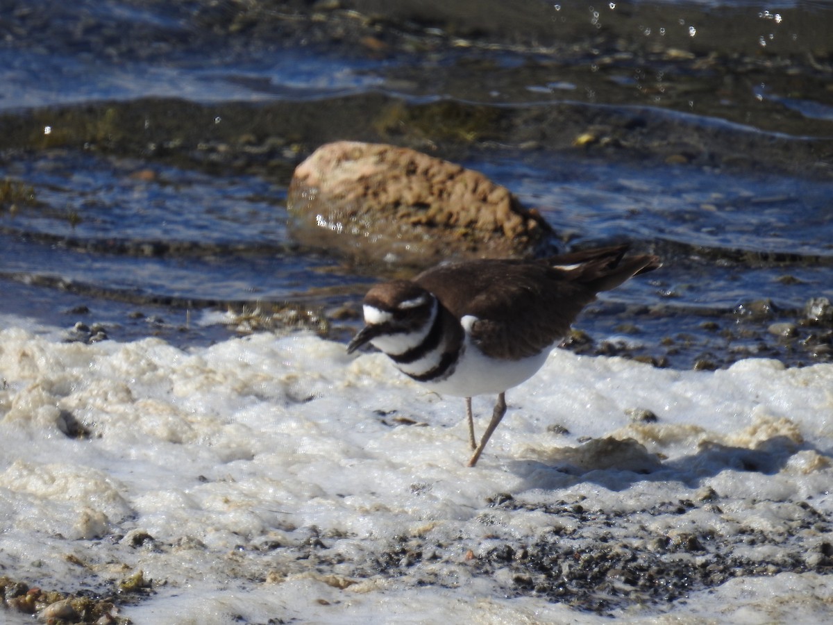 Killdeer - ML335752321