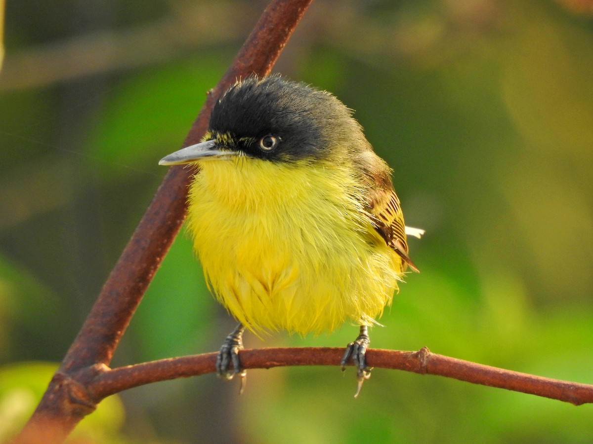 Common Tody-Flycatcher - Angela Soto