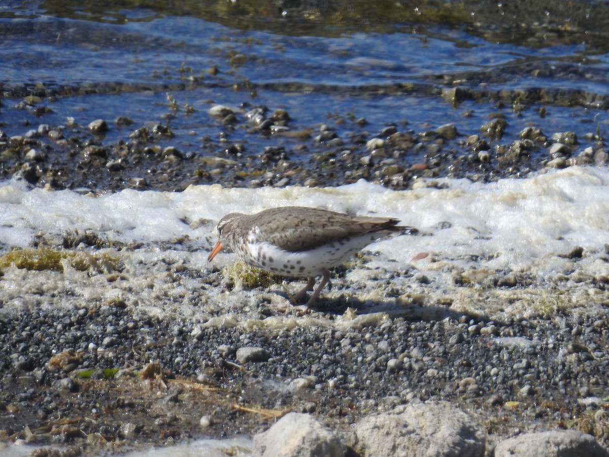 Spotted Sandpiper - ML335752941