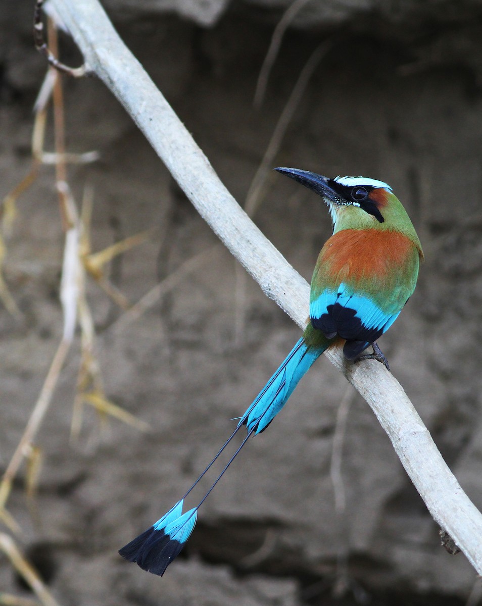 Motmot à sourcils bleus - ML33575331