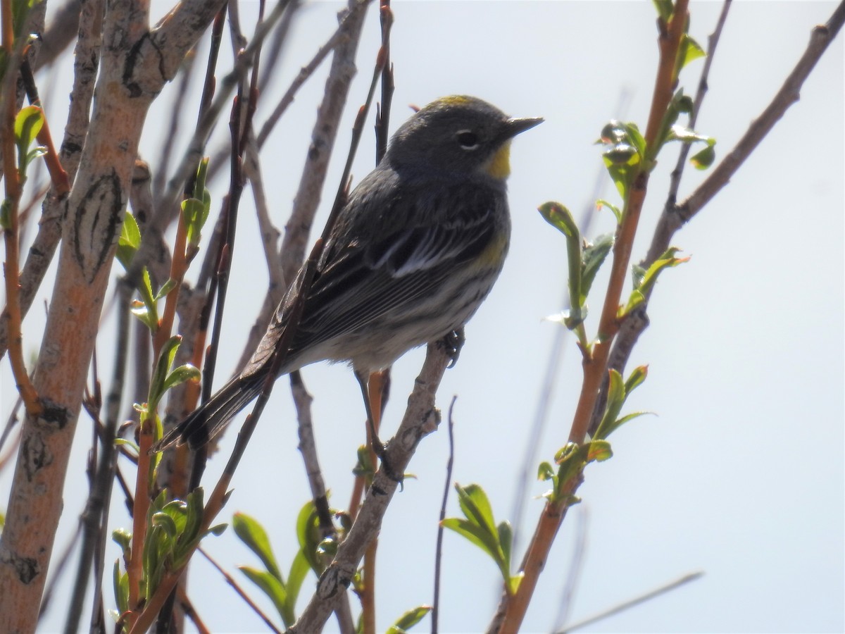 Yellow-rumped Warbler (Audubon's) - ML335753791