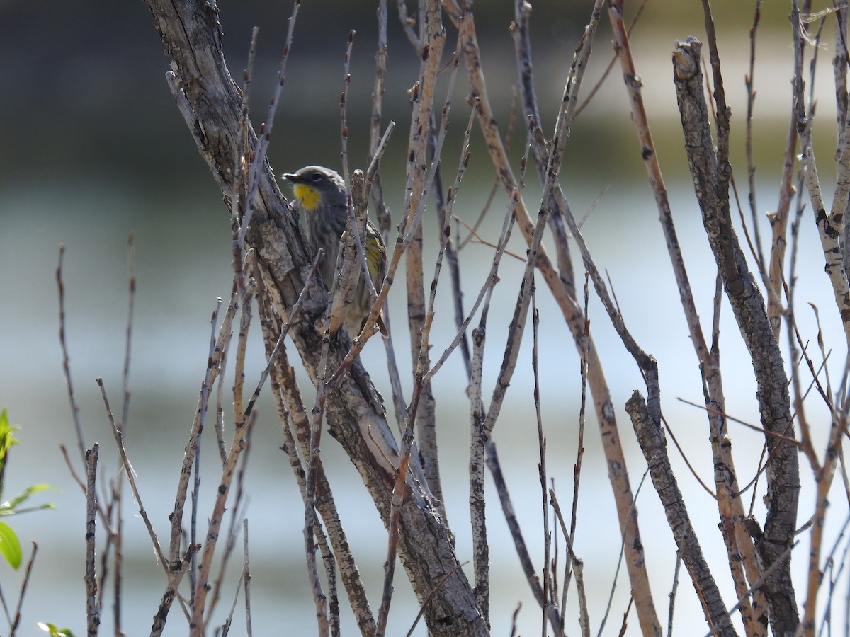 Kronenwaldsänger (Audubonwaldsänger) - ML335753881