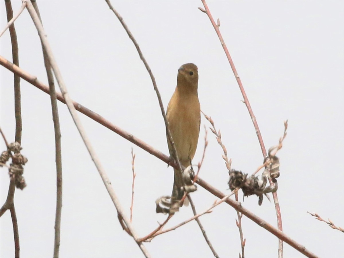 Lazuli Bunting - ML335754321