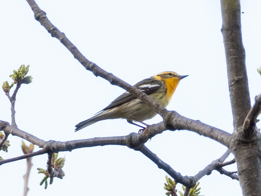 Blackburnian Warbler - ML335754341