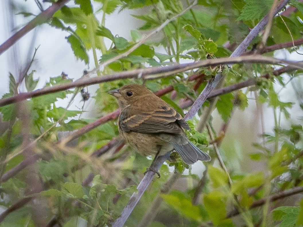 Blue Grosbeak - ML335754781