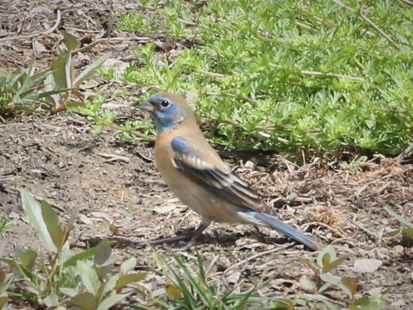 Lazuli Bunting - Linda LeRoy