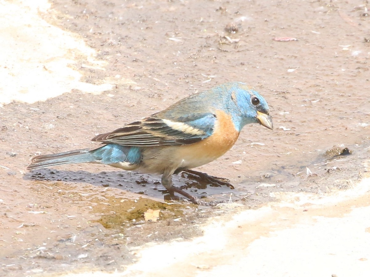 Lazuli Bunting - ML335754871