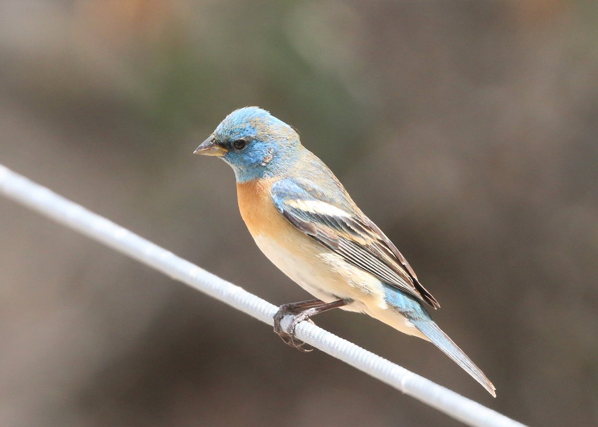 Lazuli Bunting - Linda LeRoy