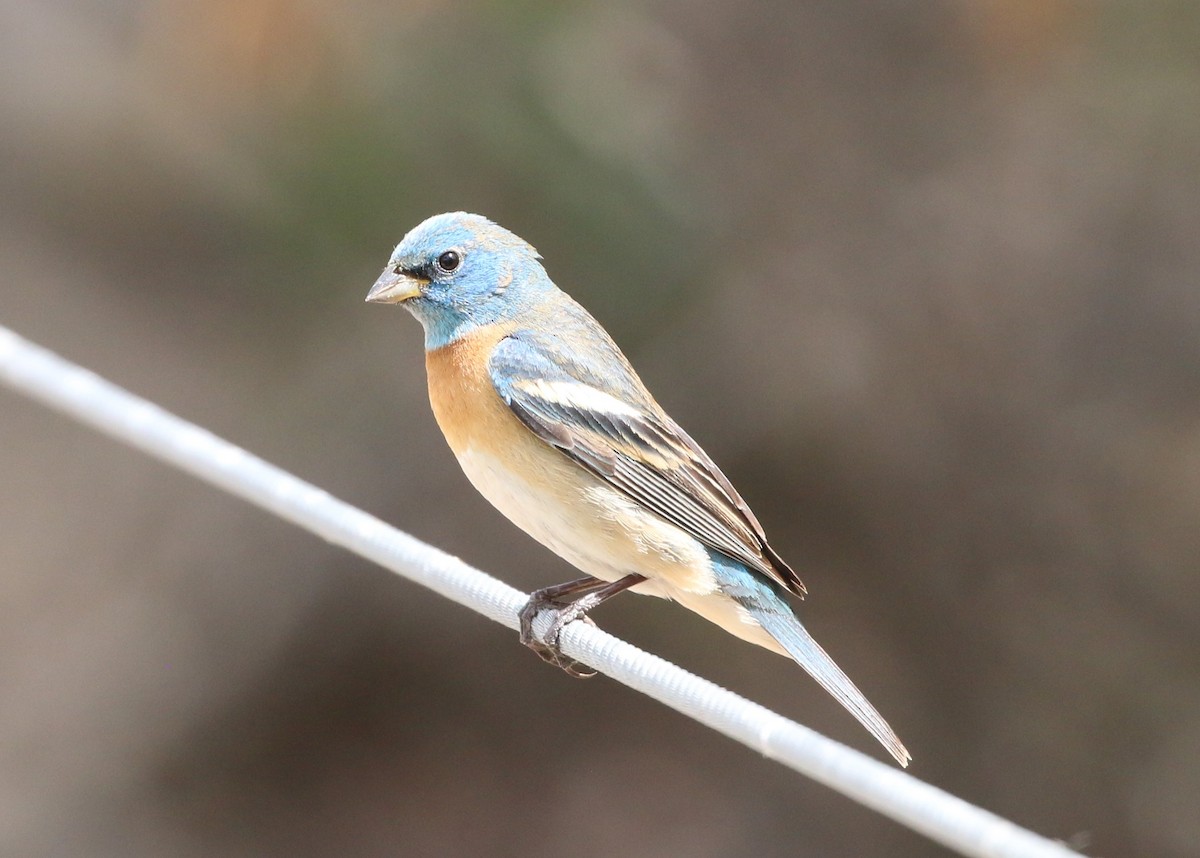 Lazuli Bunting - Linda LeRoy