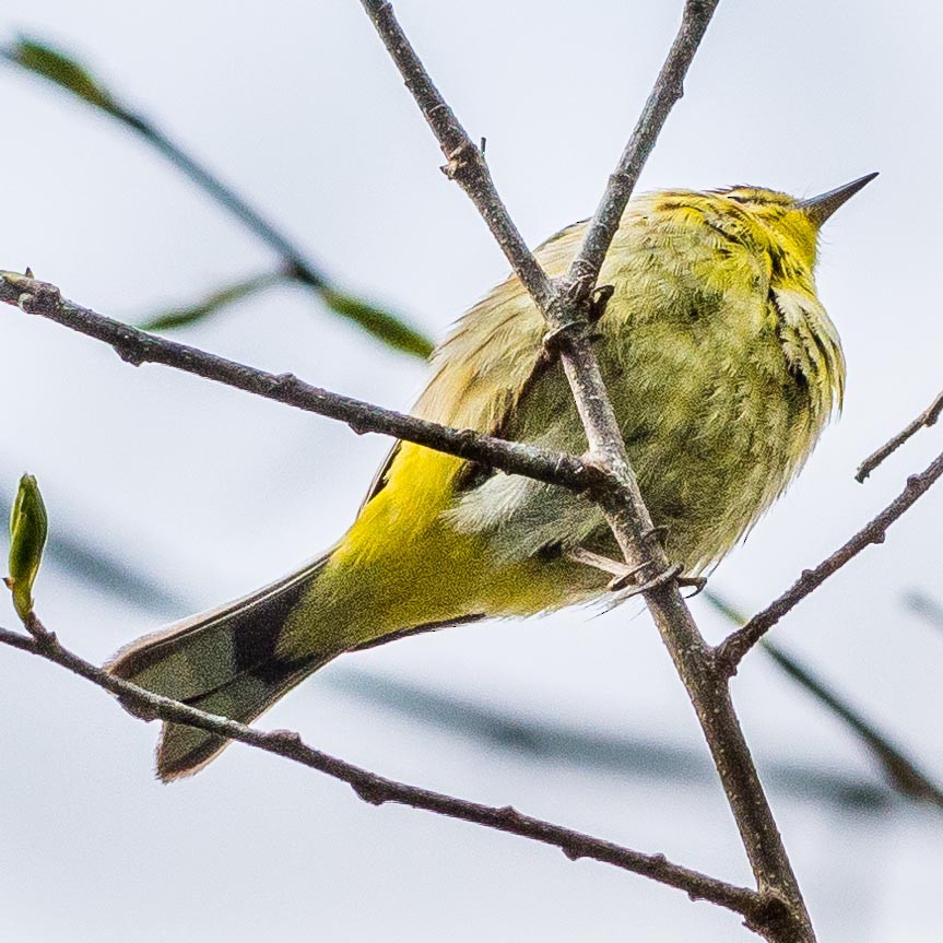 Palmenwaldsänger - ML335755151