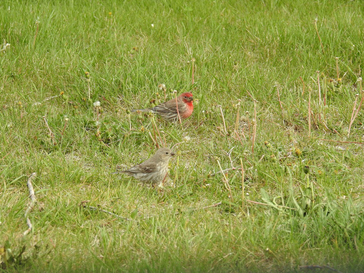 House Finch - ML335755801