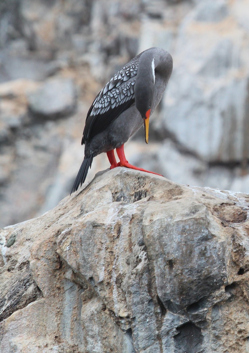 Red-legged Cormorant - Alexander Lees
