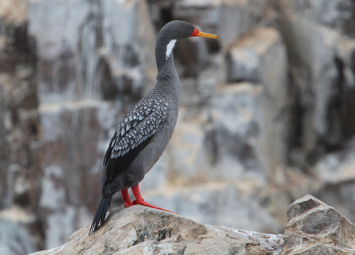 Red-legged Cormorant - Alexander Lees
