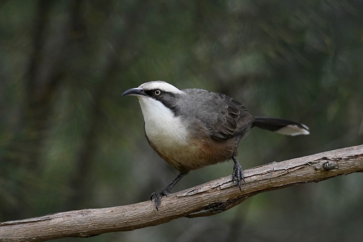 Gray-crowned Babbler - ML335757241