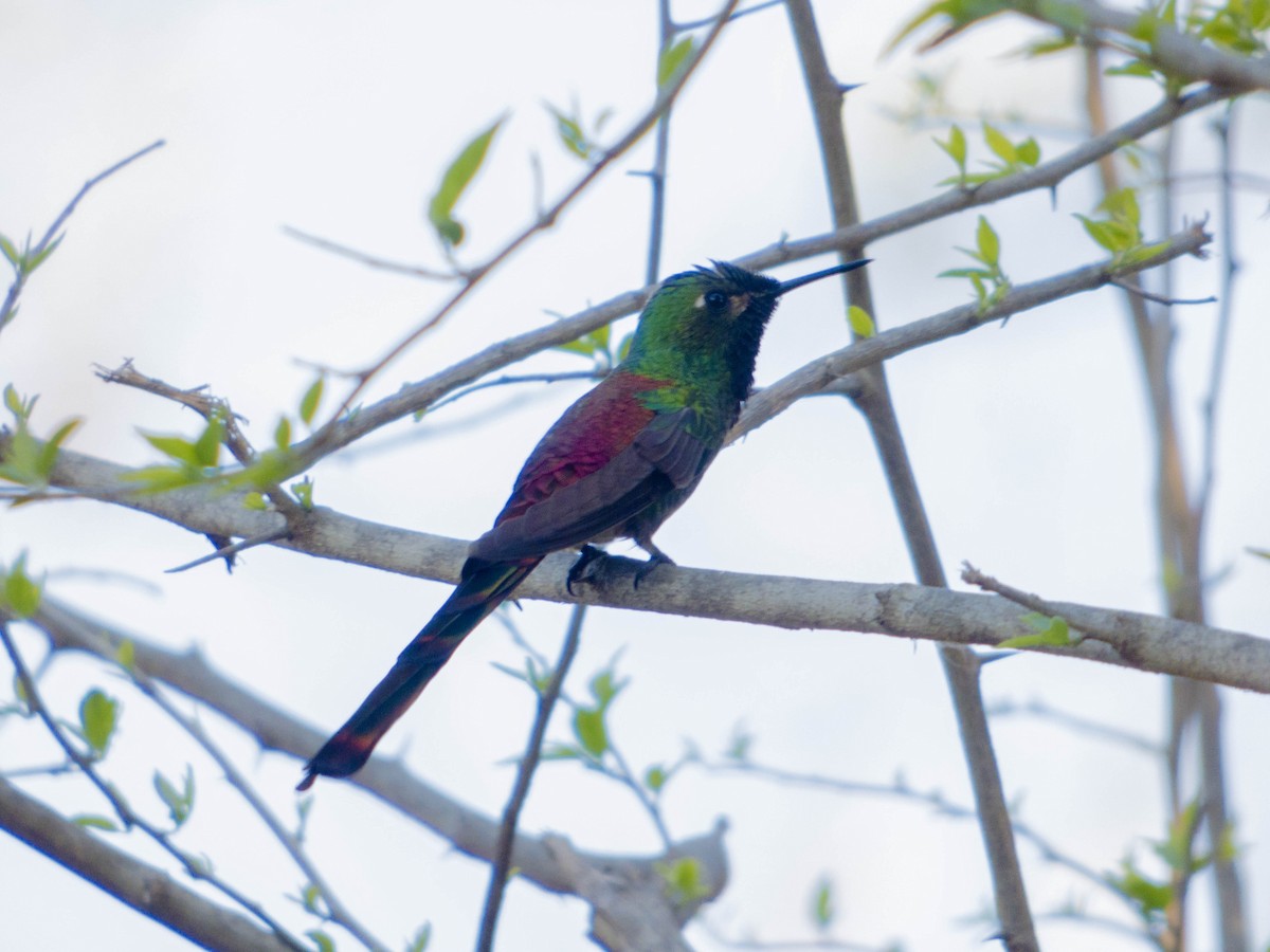 Red-tailed Comet - Leandro Bareiro Guiñazú