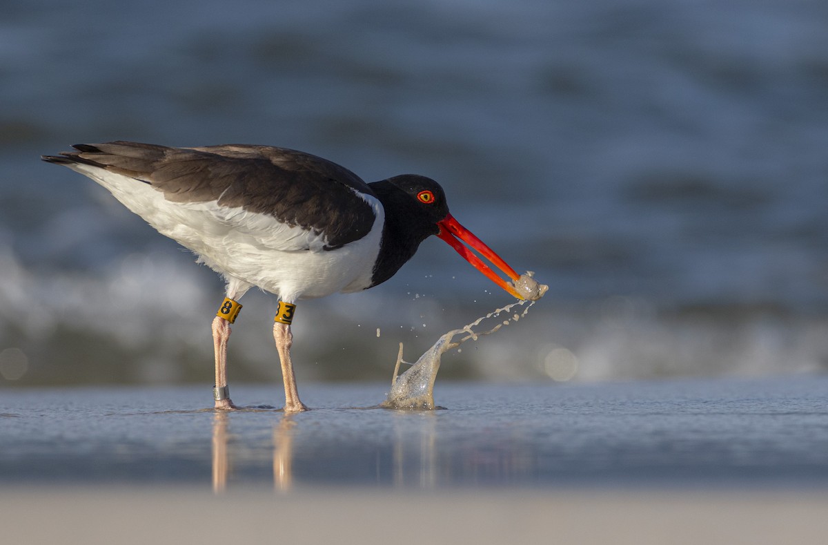 American Oystercatcher - Jason Fehon