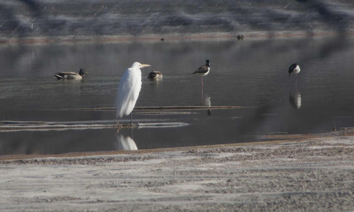 Great Egret - ML335760491