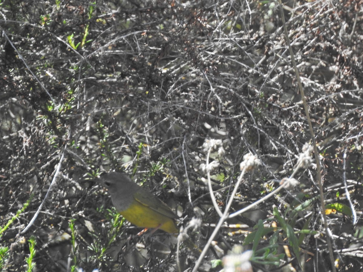 MacGillivray's Warbler - Sam Talarigo