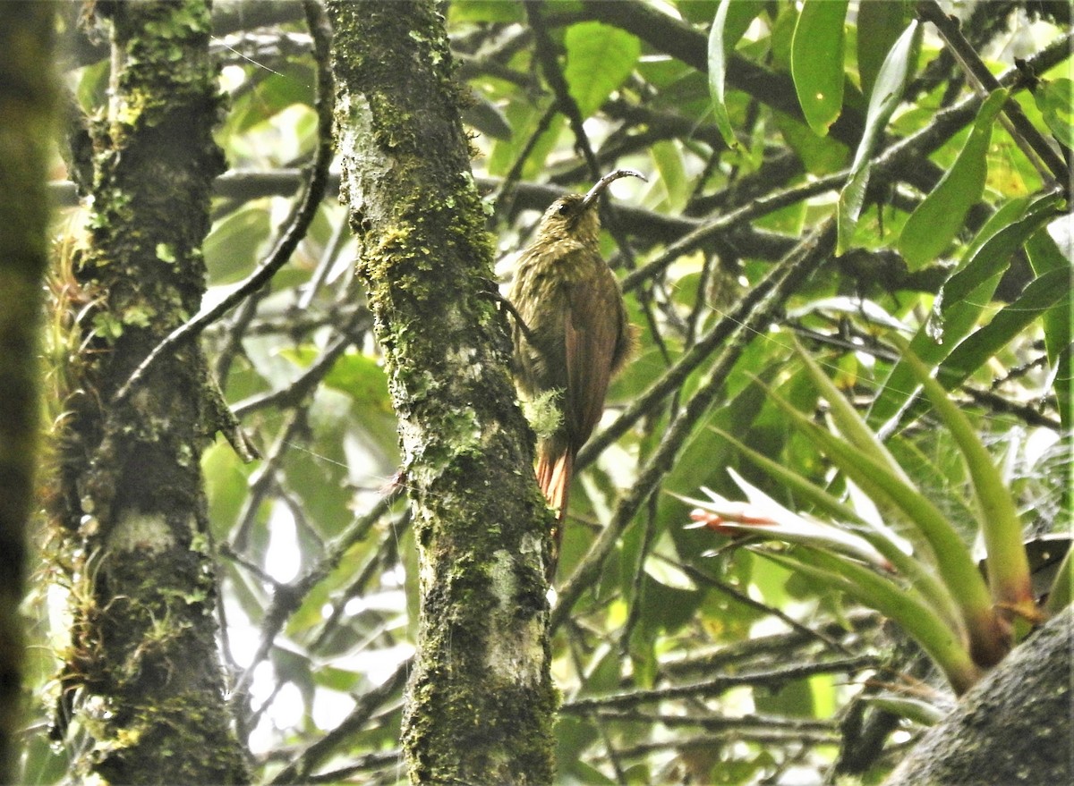 Brown-billed Scythebill - ML335761961