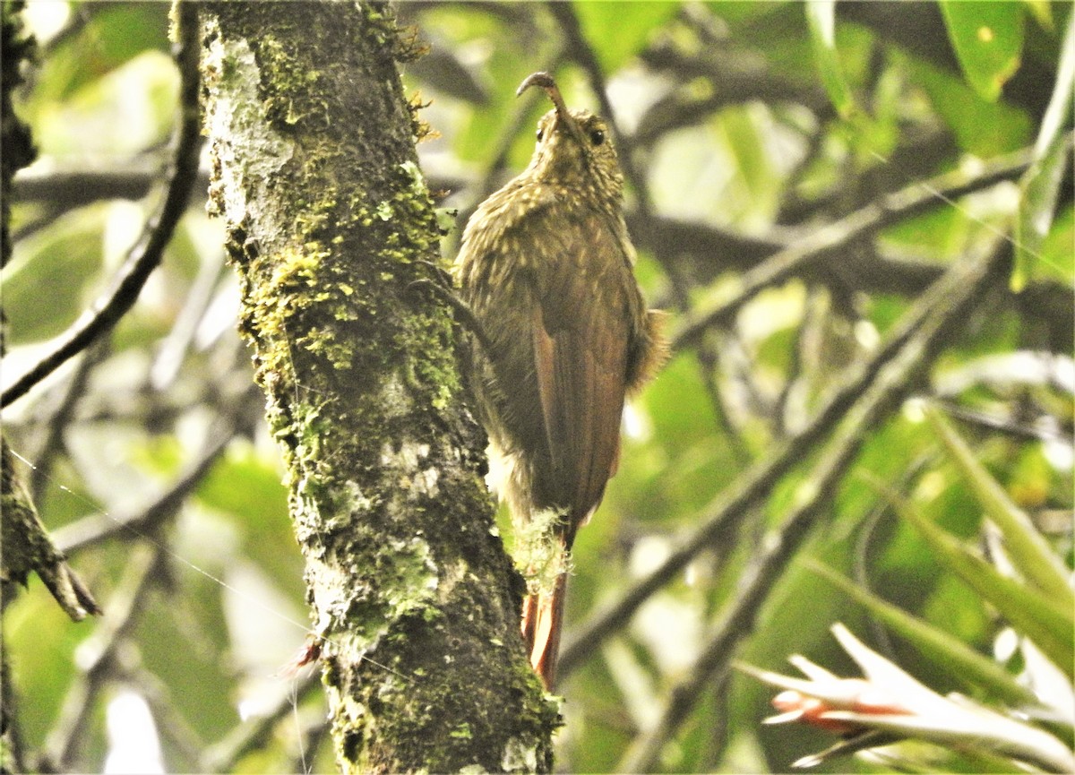 Brown-billed Scythebill - ML335761971