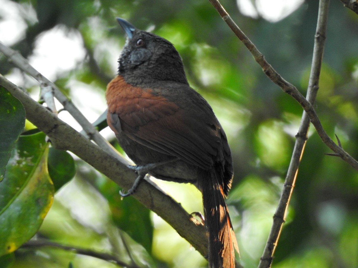 Rufous-breasted Spinetail - Angela Soto