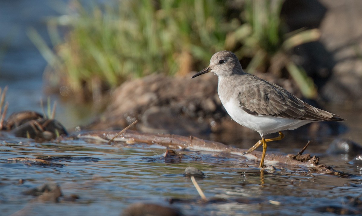 Temminckstrandläufer - ML33576371