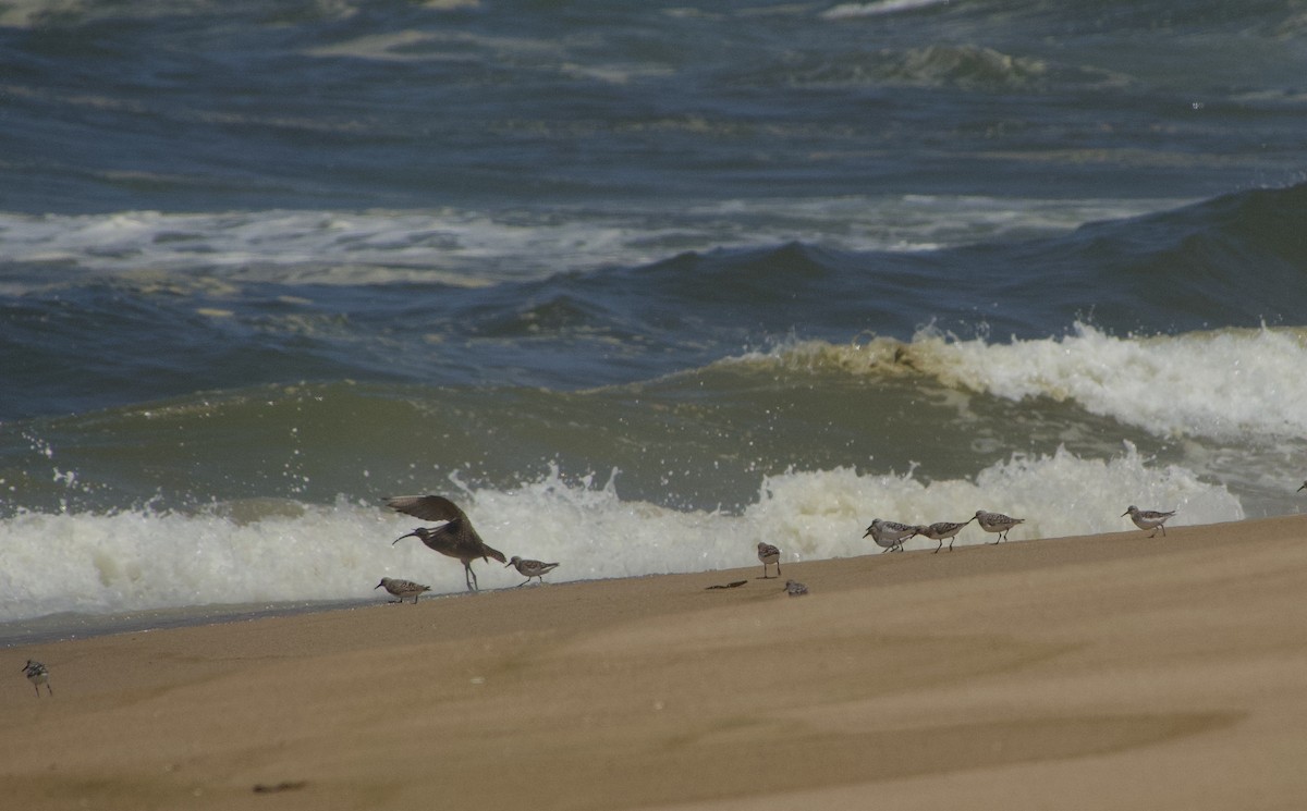 Whimbrel (Hudsonian) - ML335766491