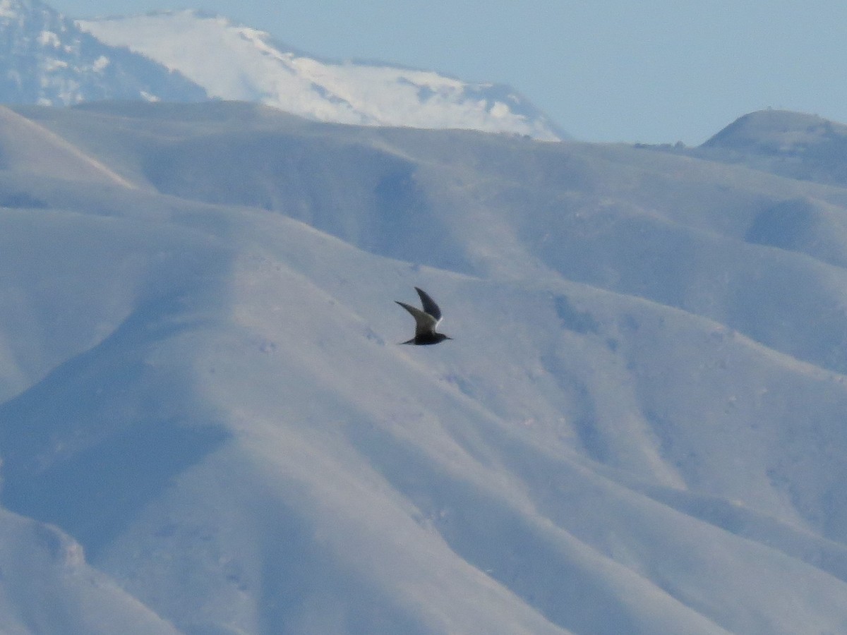 Black Tern - Bryant Olsen