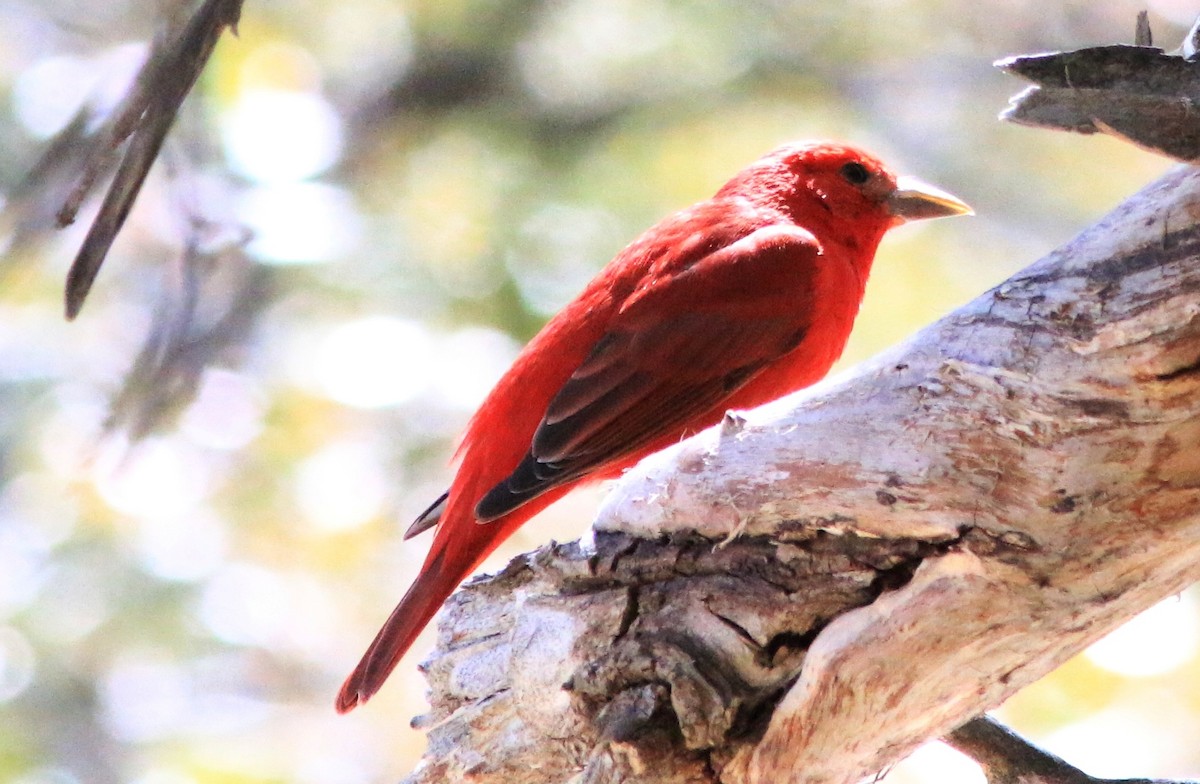 Summer Tanager - Doug and Diane Iverson