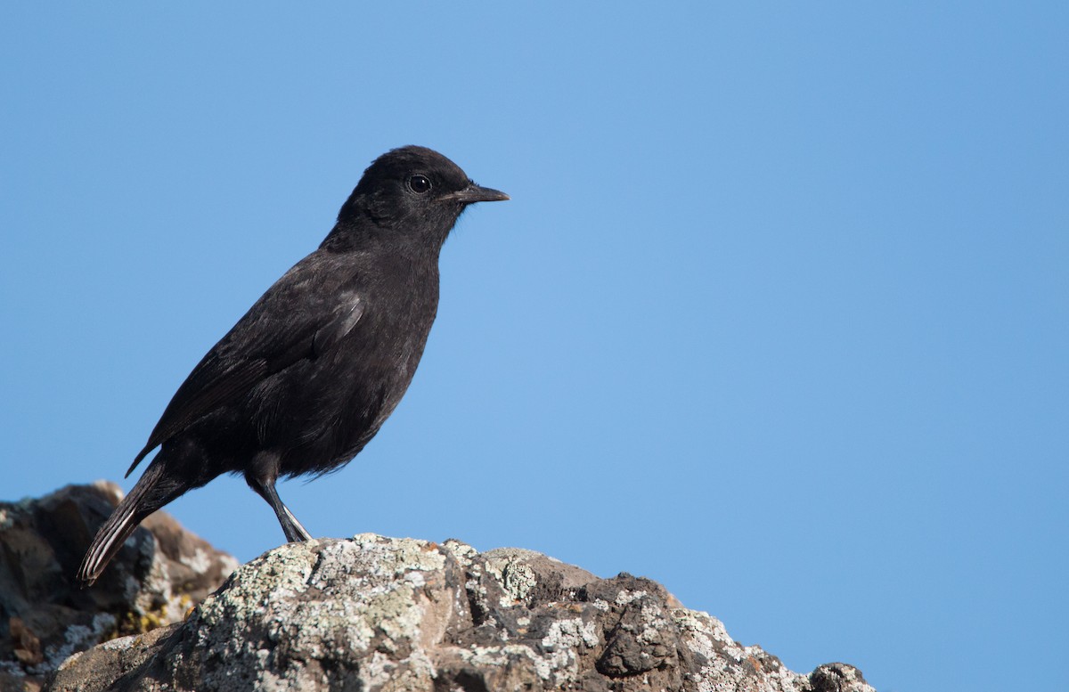 Rüppell's Chat - Ian Davies