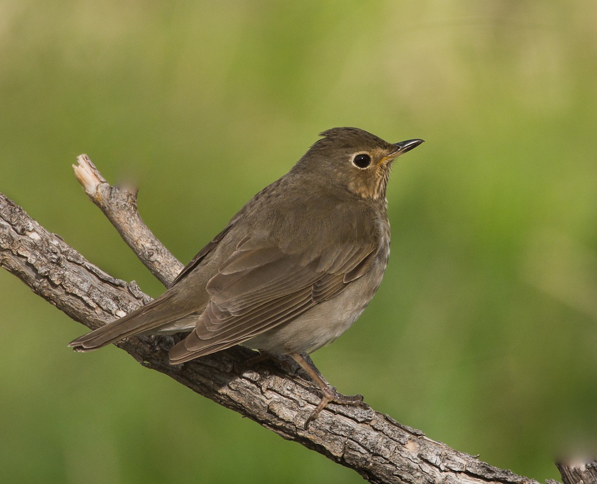 Swainson's Thrush - ML335767211