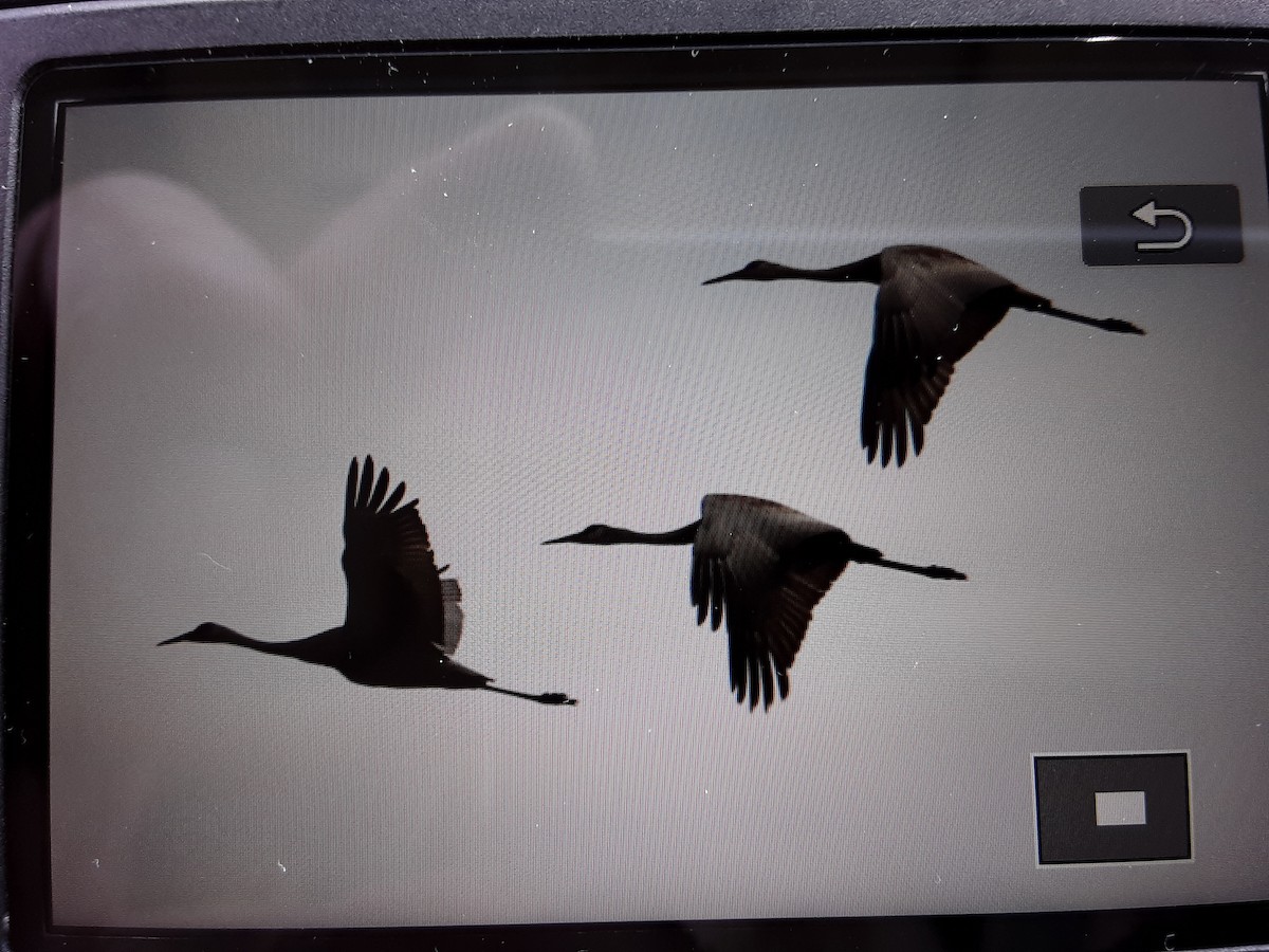 Sandhill Crane - ML335768581