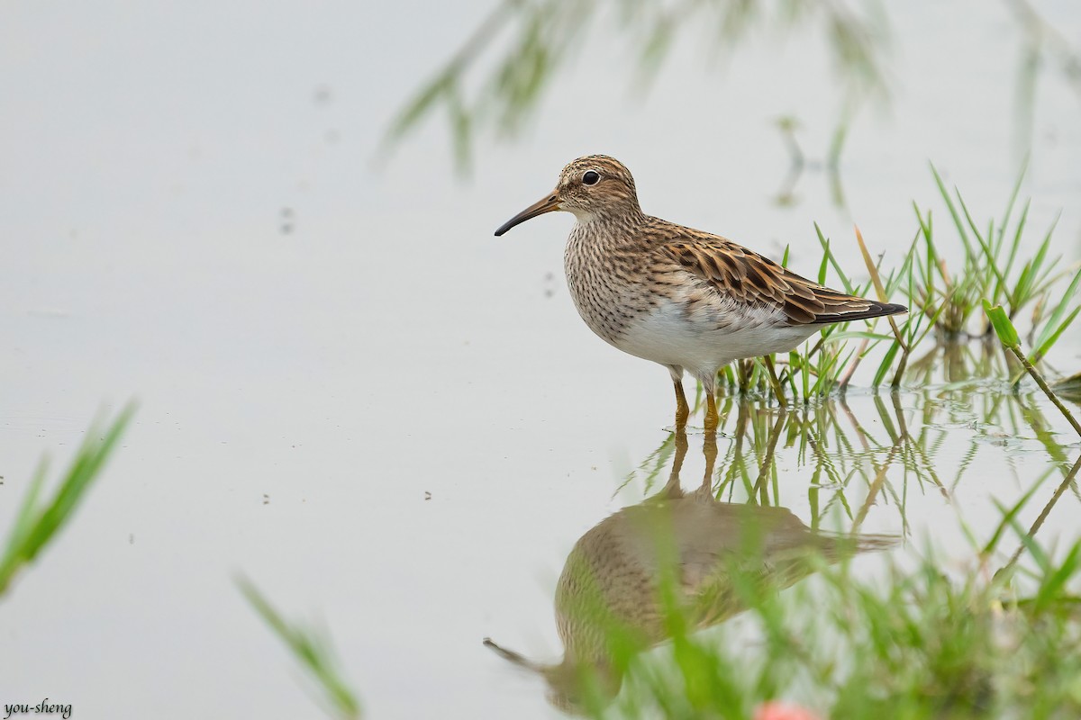 Pectoral Sandpiper - ML335768781