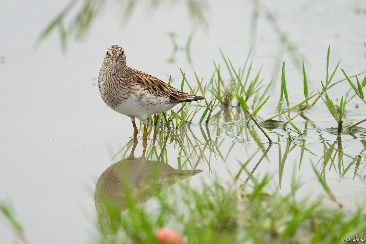 Pectoral Sandpiper - ML335768921