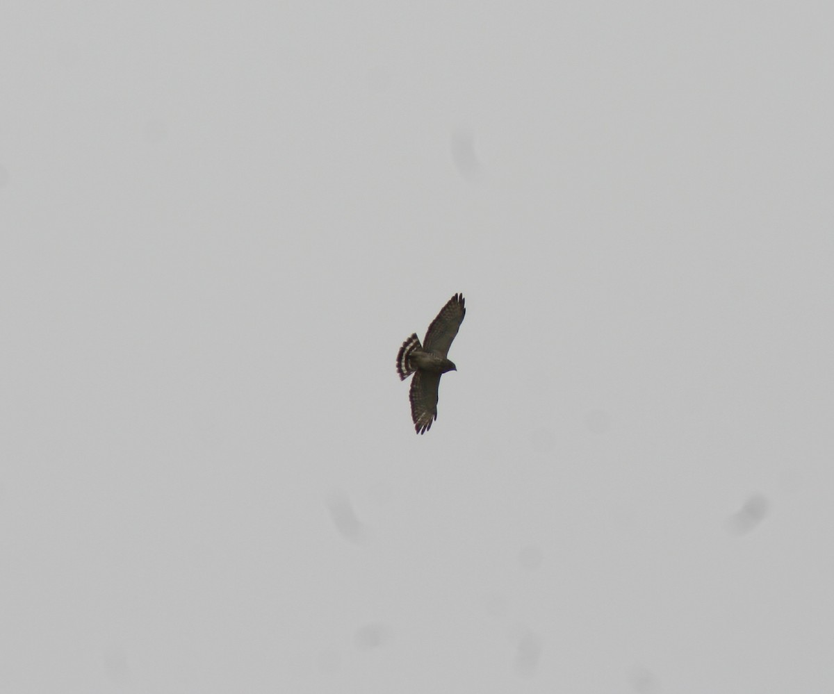 Broad-winged Hawk - ML335769231