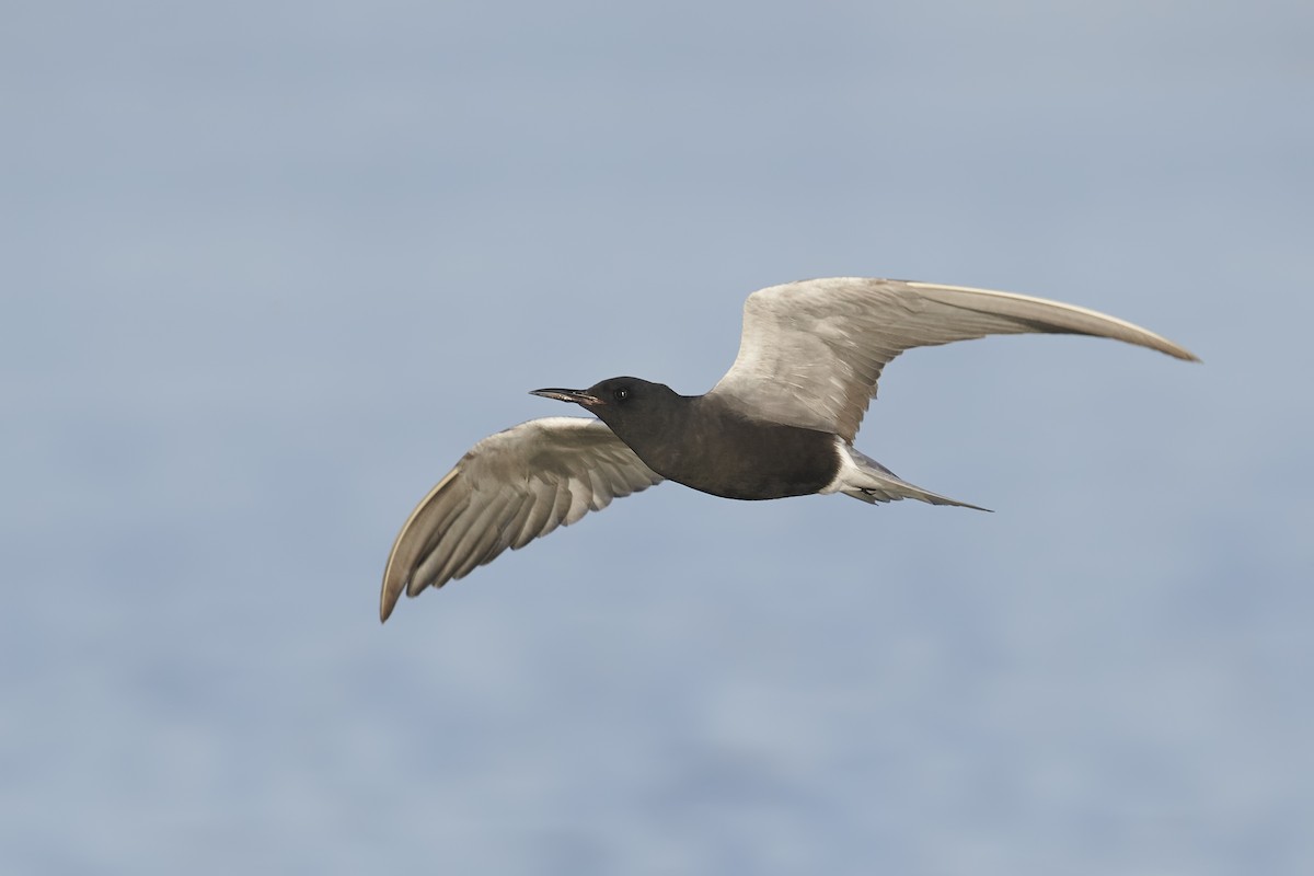 Black Tern - ML335769611