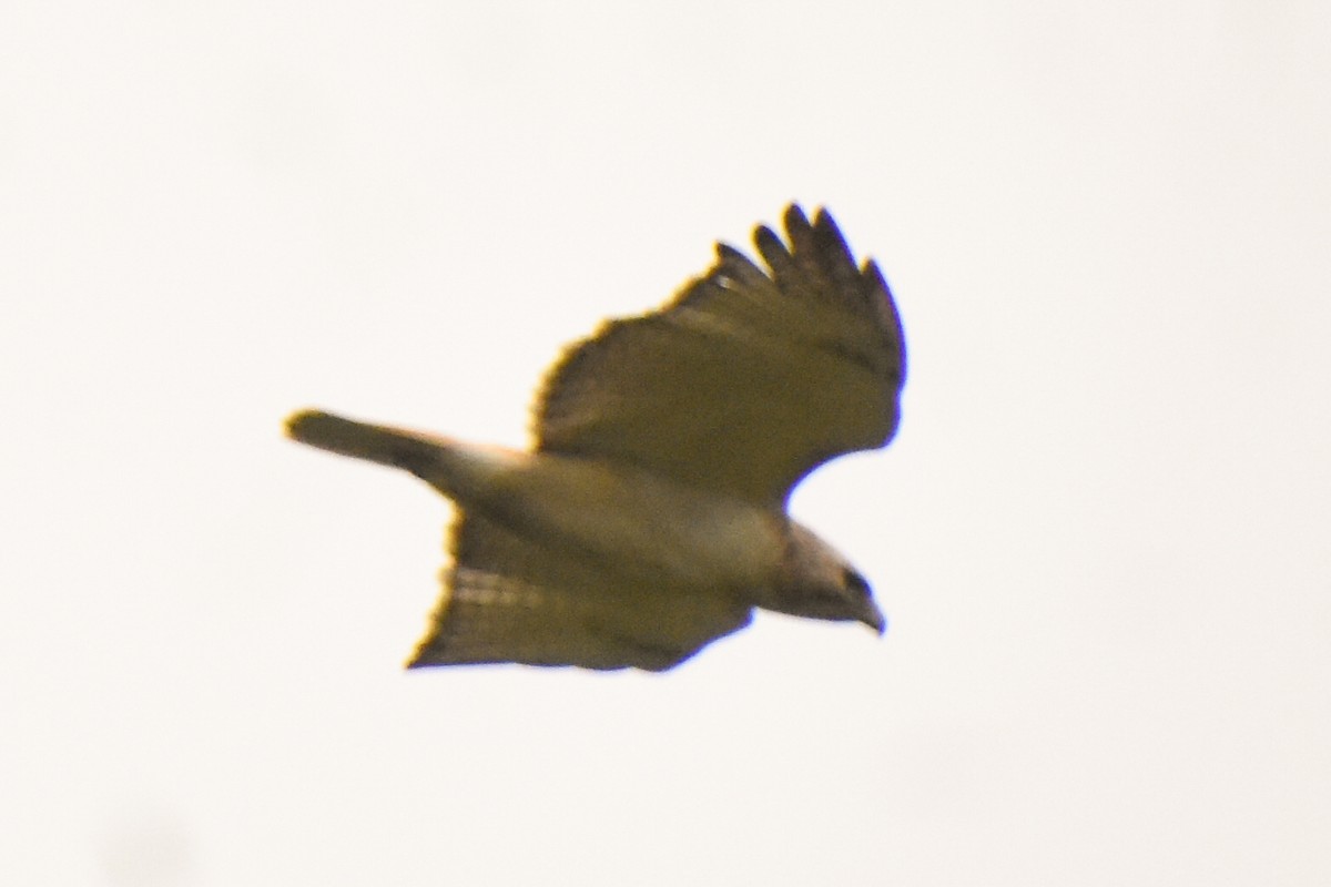 Red-tailed Hawk - ML335769721