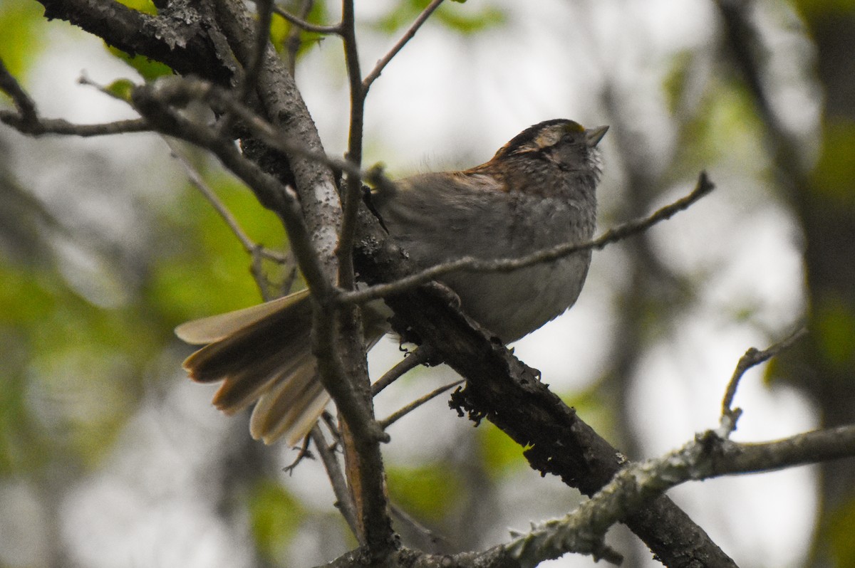 White-throated Sparrow - Haley Gottardo