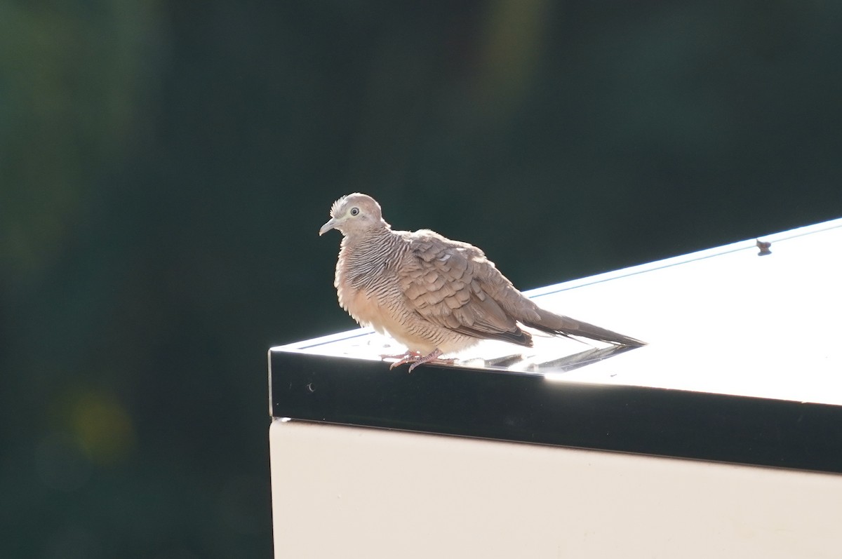 Zebra Dove - ML335770591