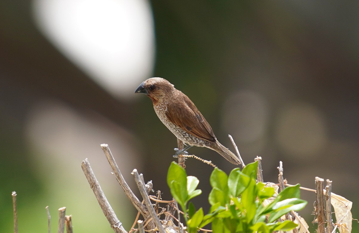 Scaly-breasted Munia - Brendan Lawrence
