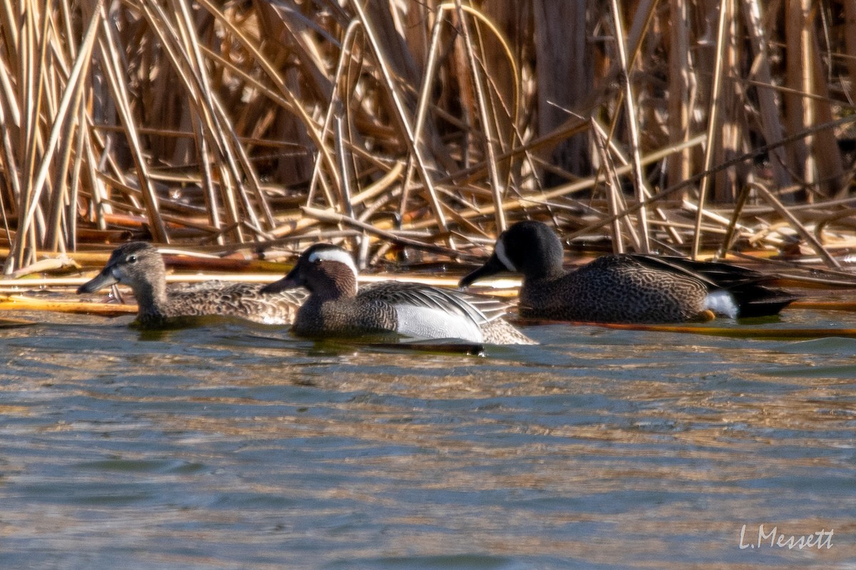 Garganey - ML335772041