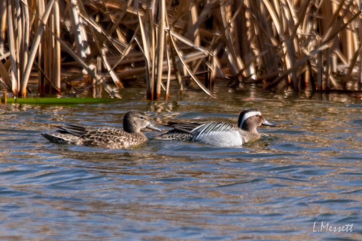 Garganey - ML335772261