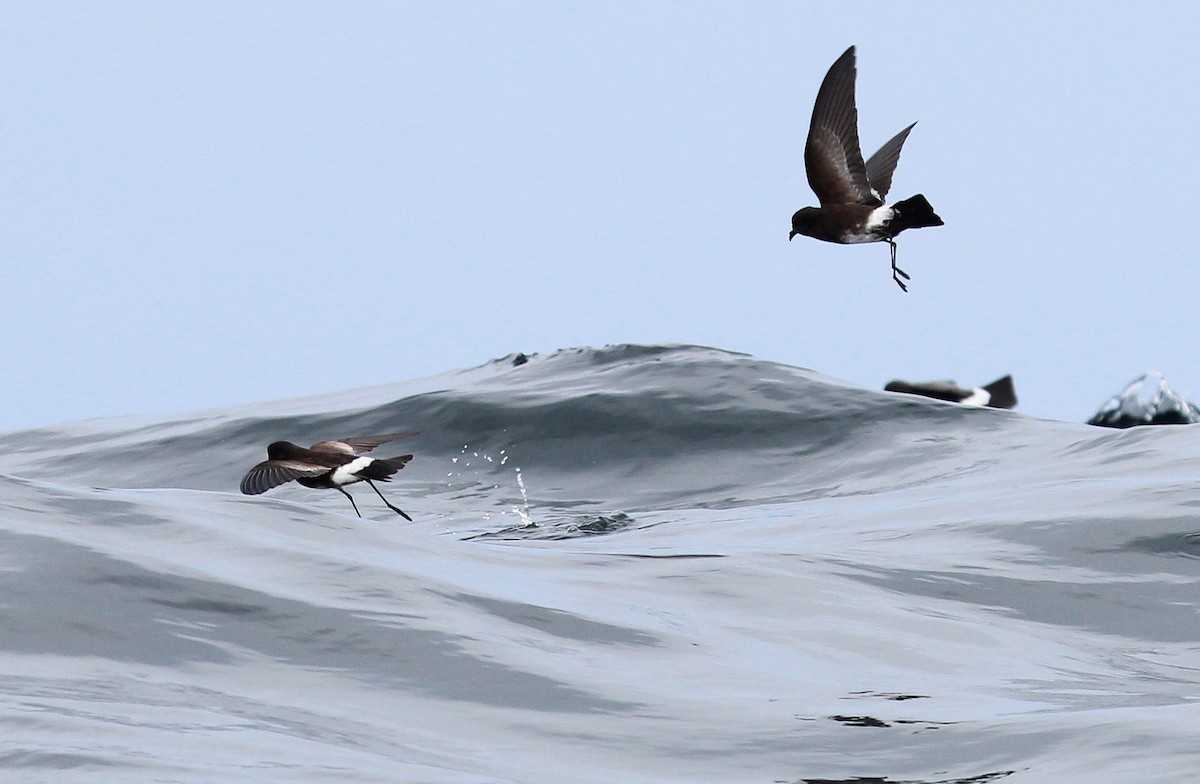 Elliot's Storm-Petrel - ML33577241