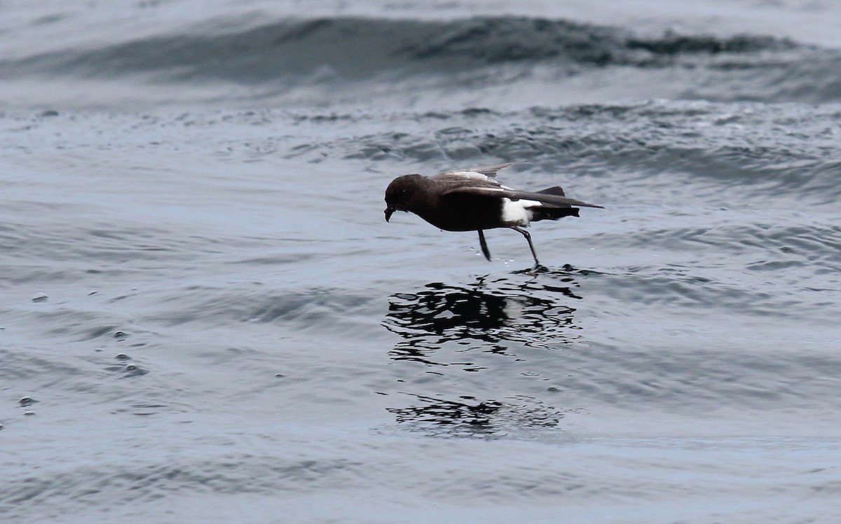 Elliot's Storm-Petrel - ML33577251